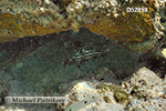 High-hat (Pareques acuminatus)